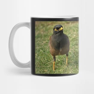 Common myna Mug